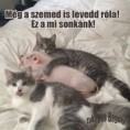 /album/fenykepgaleria/a1512700-242126435961323-1118804409-n-jpg/