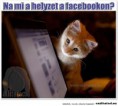 /album/fenykepgaleria/cica-facebook-jpg/