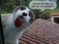 /album/fenykepgaleria/a995297-404568499675068-633461615-n-jpg/